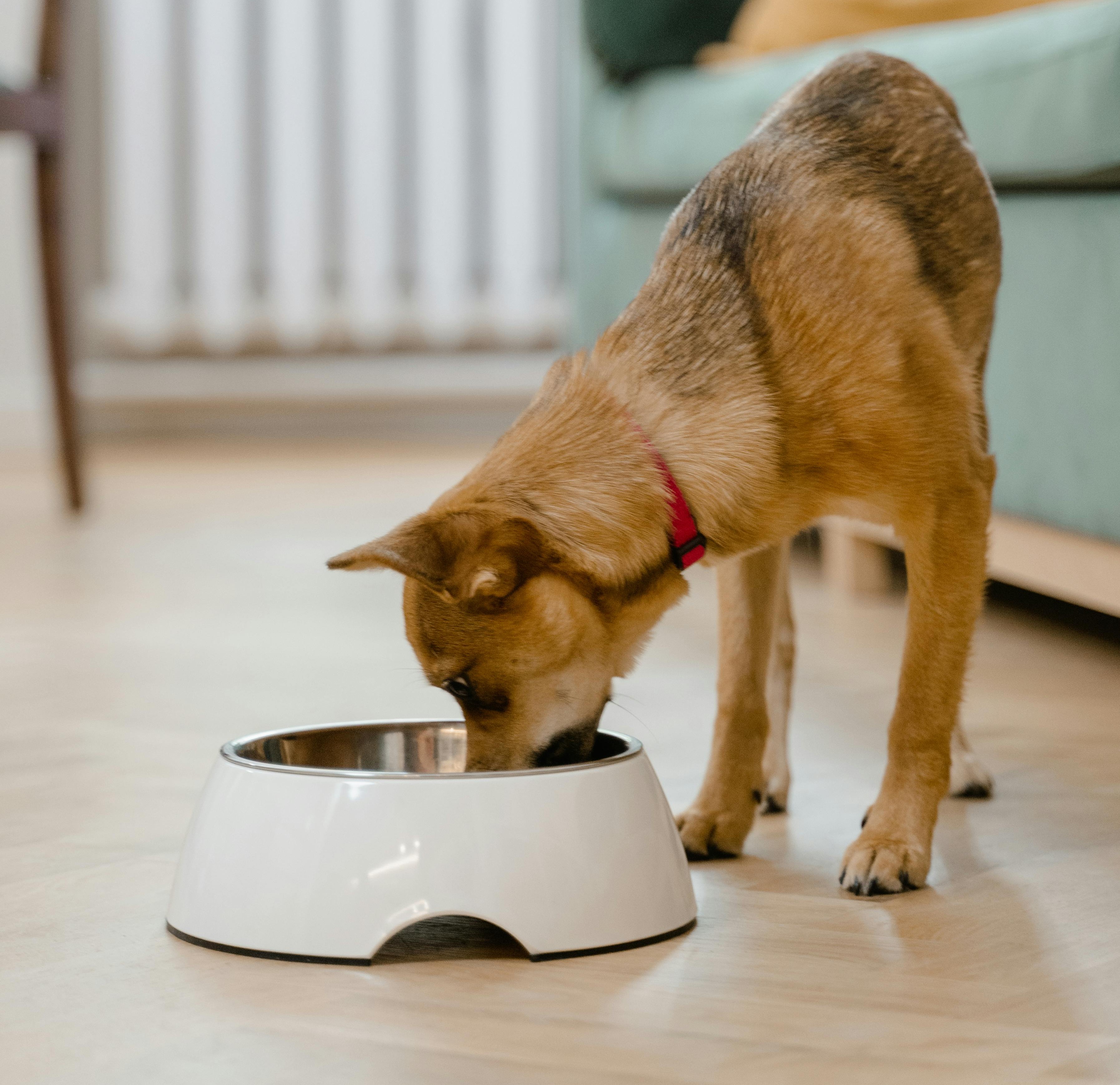 Water bowl for dogs